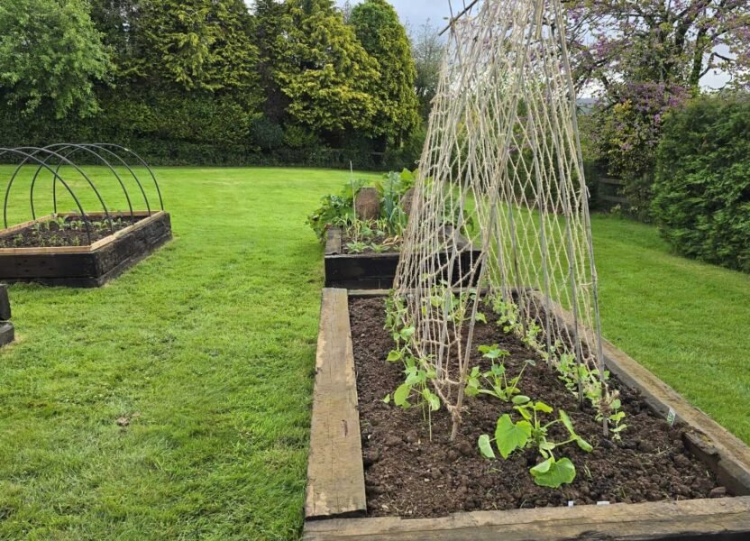 Vegetable Garden