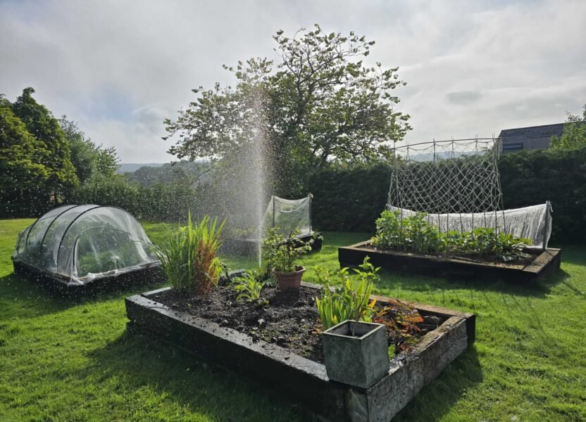 Vegetable plot with sprinkler