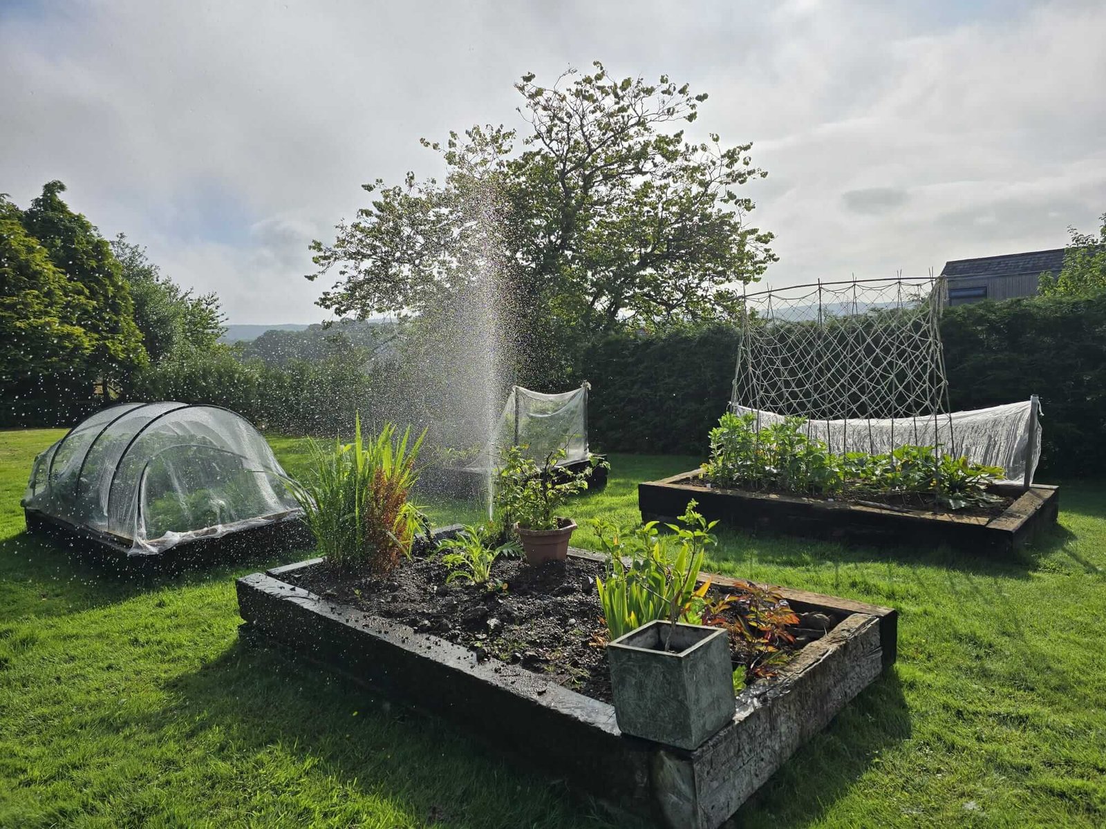 Vegetable plot with sprinkler