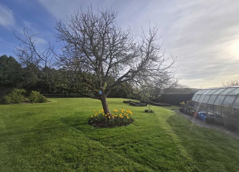 After hedge triming
