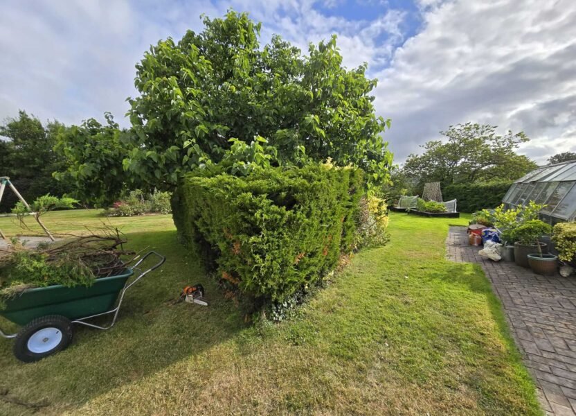Tree and hedge overgrown before triming