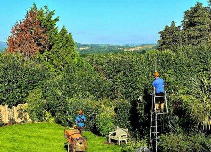 Tree work & hedges