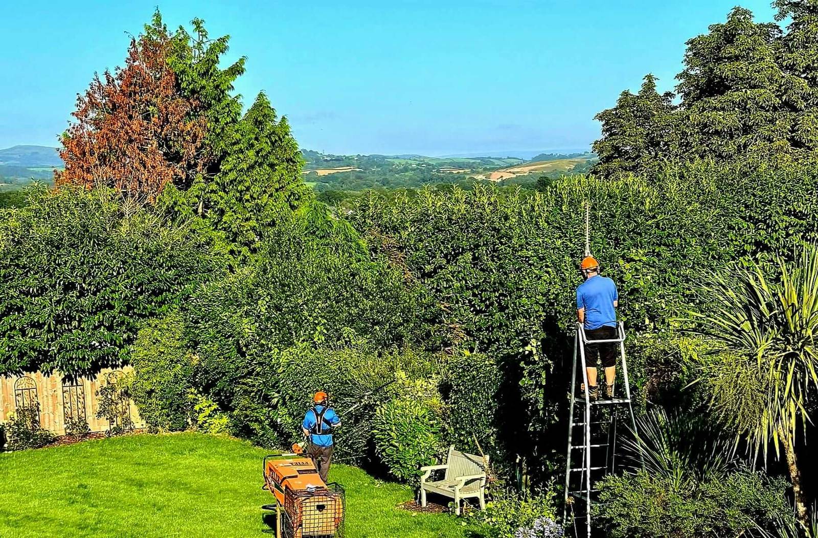 Hedge Trimming & Tree Pruning Newton Abbot