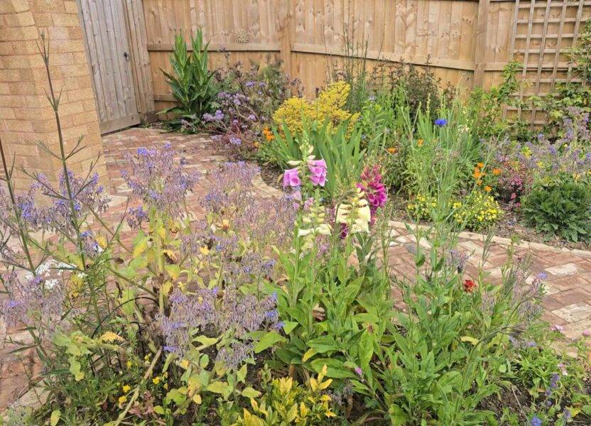 Wild flowers in Bovey Tracey Garden